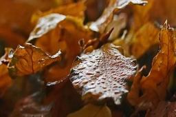 Dora占星2025年7月獅子座運勢